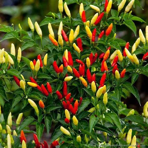 Tabasco peppers | Pepper plants, Tabasco pepper, Hot pepper seeds