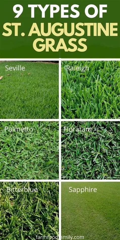 9 Types Of St. Augustine Grass - Growing and Care Guide (With Pictures ...