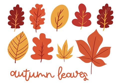 Autumn Leaves, Leaf, Leaf Illustration, Autumn PNG and Vector with ...