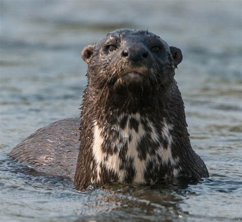 Otter Species | IUCN SSC Otter Specialist Group