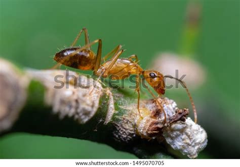 795 Crazy Ants Images, Stock Photos & Vectors | Shutterstock