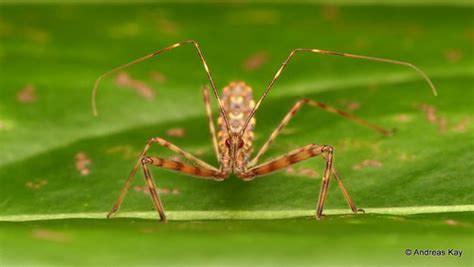Assassin bug nymph, Reduviidae | from Ecuador: www.flickr.co… | Flickr