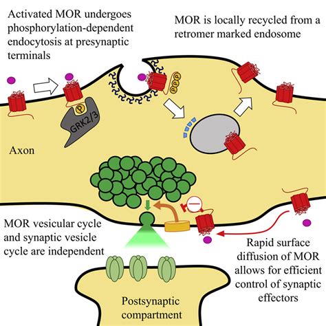 Changing the way we view opioid receptors | National Institute on Drug ...