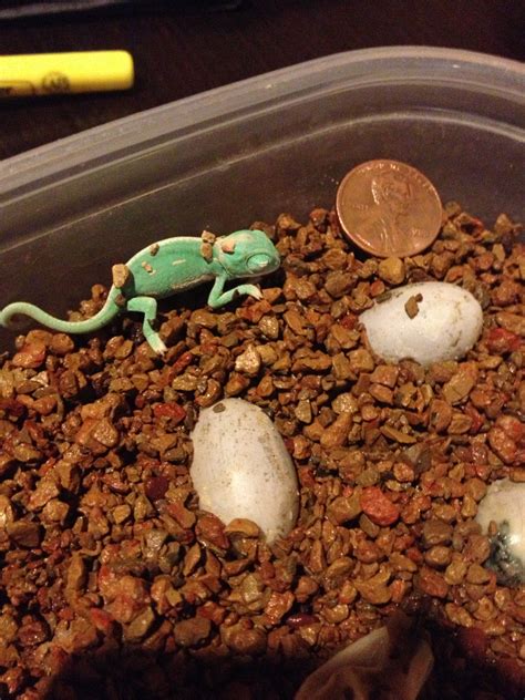 Chameleon Laying Eggs | Chameleon, Chameleon pet