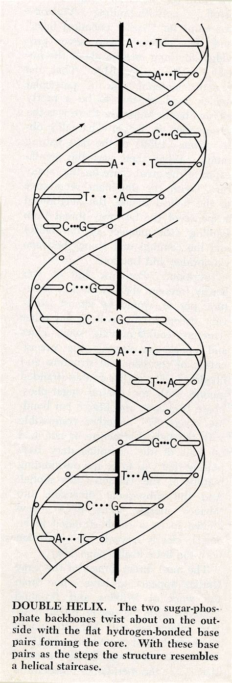 Diagram of the double-helix structure of DNA. August 1968. (Large ...