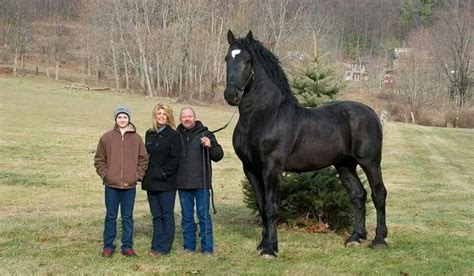 10 Biggest Horse Breeds & Tallest Horses in the World