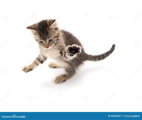 Tabby kitten playing stock image. Image of background - 96950427