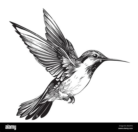 Hummingbird Flying Drawing