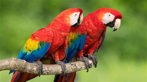 Two Red Blue Yellow Parrots Are Sitting On Tree Branch In Green Background HD Animals Wallpapers ...