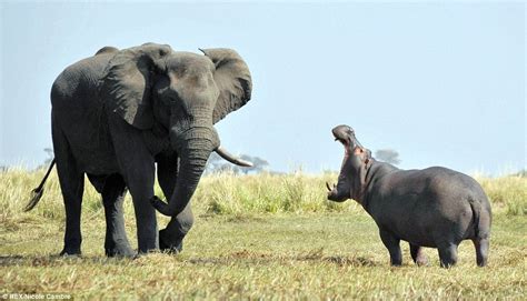 African Elephant VS a Hippopotamus : whowouldwin