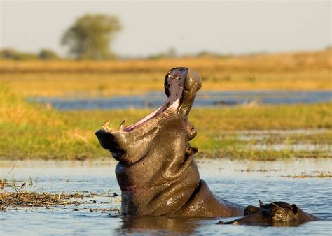 Visit The Kafue National Park in Zambia | Audley Travel UK