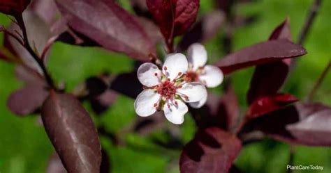 Growing Purple Leaf Sand Cherry Shrub