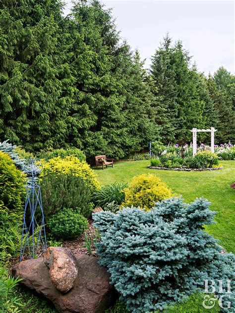 10 Best Evergreen Trees for Privacy and Year-Round Greenery | Evergreen ...