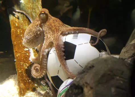 World Cup psychic Paul the Octopus may have been replaced by an imposter - Daily Star