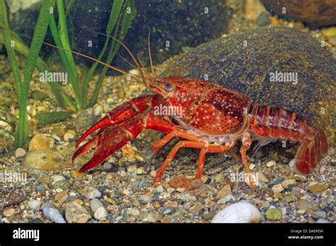 Red Swamp Crayfish Facts