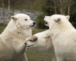 Playful Arctic Wolves | Three playful arctic wolves at the T… | Flickr