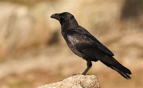 Carrion Crow Facts: Identification, Diet, Migration Info etc ...