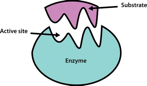 16 Intriguing Facts About Active Site - Facts.net