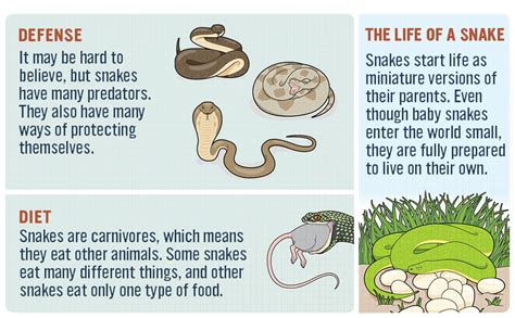 Snakes for Kids: A Junior Scientist's Guide to Venom, Scales, and Life ...