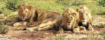 Girnar Wildlife Sanctuary Talala, Junagadh - Zoo and Wildlife Sanctuary in Talala | Joon Square