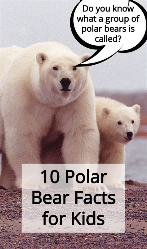 Printable Polar Bear Facts