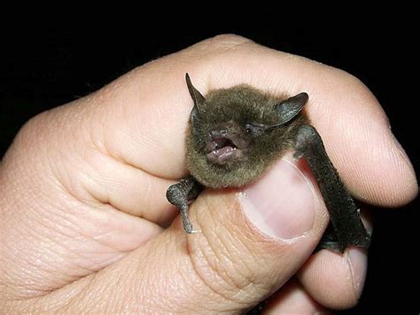 How close did a tiny bat come to killing the 1,000-job distribution center in Clay? - syracuse.com