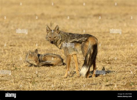 Side-striped jackal (Canis adustus), Striped Jackal, Jackal, Jackals ...