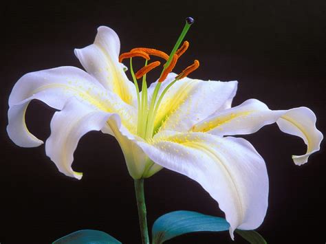 Lily Flower