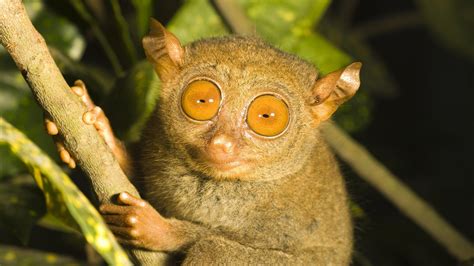 tarsier, Primate, Branch, Eyes Wallpapers HD / Desktop and Mobile ...