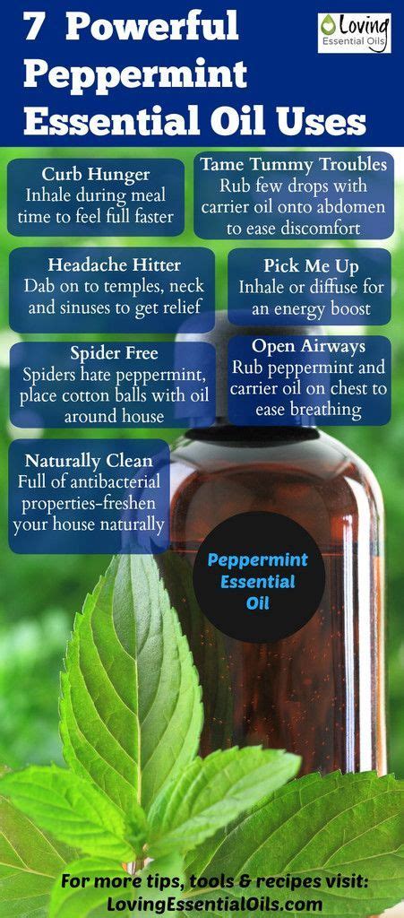 Peppermint Essential Oil Uses and Benefits with DIY Recipes | Recipe | Peppermint essential oil ...