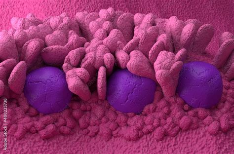 Peyer's Patches lymphoid-tissue in the human body part of the immune ...