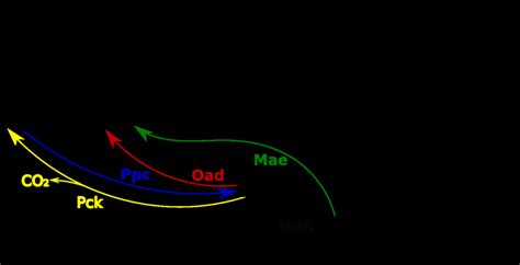 Anaplerotic reactions and TCA cycle in Halomonas elongata. Shown are... | Download Scientific ...