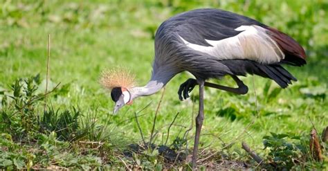 Types of crane birds