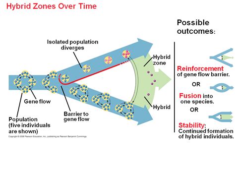 Hybrid Zones over Time