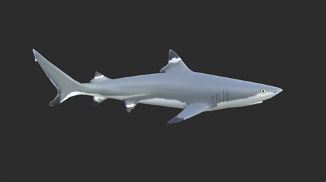 BlackTip Reef Shark - Buy Royalty Free 3D model by KangaroOz 3D ...