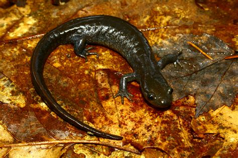 Jefferson Salamander | Jefferson Salamander Ambystoma jeffer… | Anthony R. | Flickr