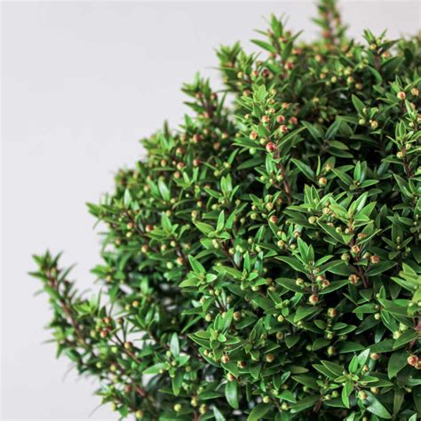 Myrtle Bush | Most Popular Shrub | Bloombox Club