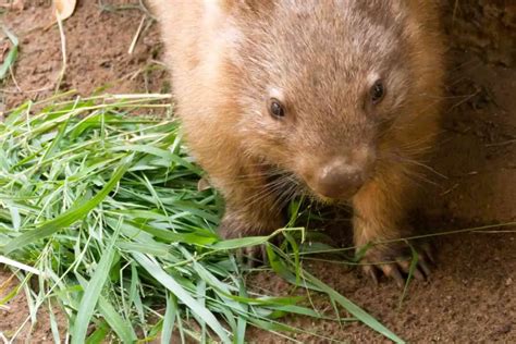 Wombat Facts For Kids: Perfect For School Homework & Projects