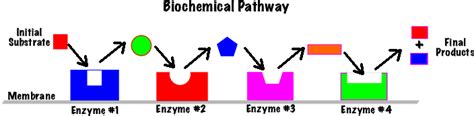 Chapter 8: Enzymes