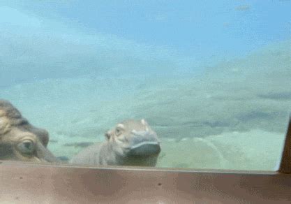 Baby Hippo GIFs - Find & Share on GIPHY