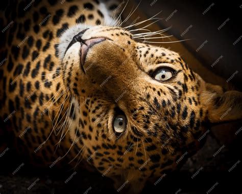 Premium Photo | Close up leopard