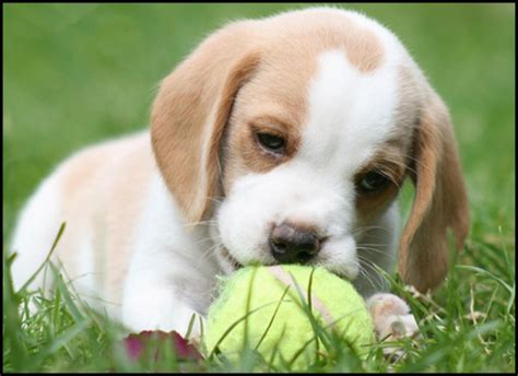 Lemon Pink Nose Beagle Puppy | Beagle Puppy