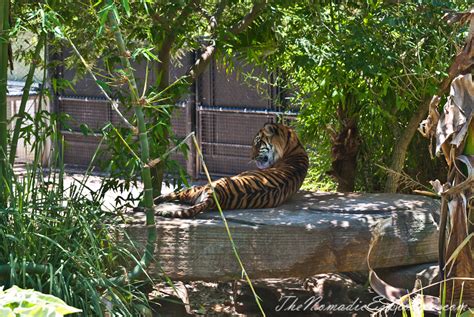 Adelaide Zoo | The Nomadic Explorers | Australian Travel Blog