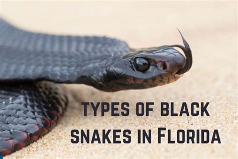 13 Types of Black Snakes in Florida (With Pictures) | Earth Eclipse