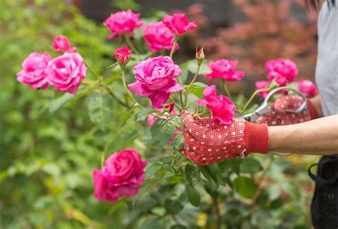 Cultivar rosas en casa