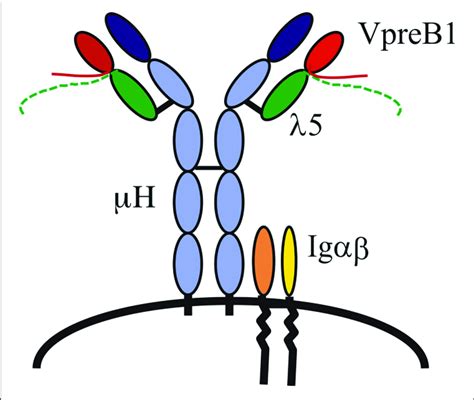 | The pre-B cell receptor (pre-BCR). A pre-BCR is assembled from... | Download Scientific Diagram