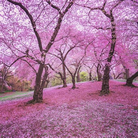 Top 5 Places to Enjoy Cherry Blossoms in New York This Spring