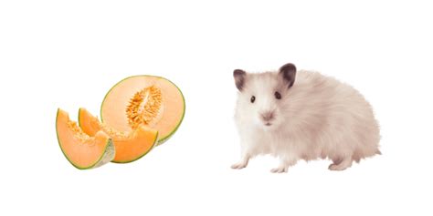 Yes! It's safe to give a hamster cantaloupe. Remember that proper serving size is a big part of ...