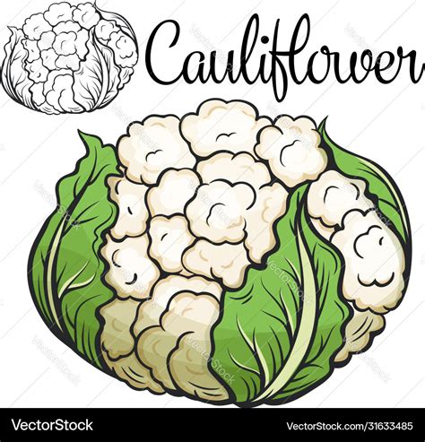 Cauliflower drawing icon Royalty Free Vector Image