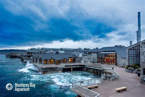 Monterey Bay Aquarium - All You Need to Know BEFORE You Go - Updated 2021 (CA) - Tripadvisor